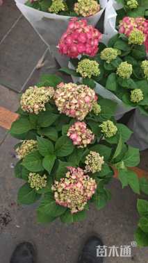 高度35厘米无尽夏绣球