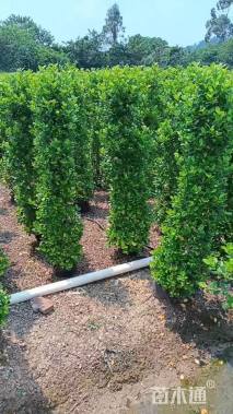 高度180厘米火山榕