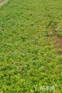 高度25厘米大花六道木