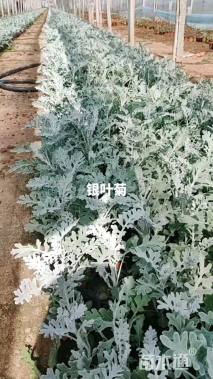 15厘米银叶菊