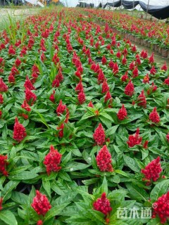 高度20厘米鸡冠花