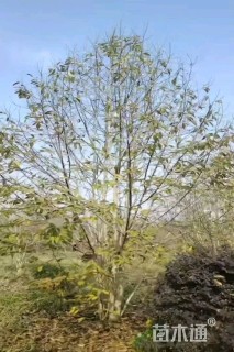 高度500厘米丛生二乔玉兰