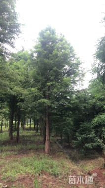 18公分北美落羽杉