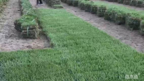 草块状中华结缕草