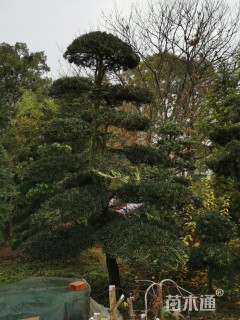 造型罗汉松