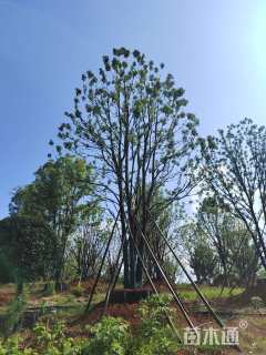 100公分香樟