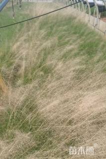 高度30厘米粉黛乱子草