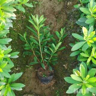 高度25厘米毛鹃