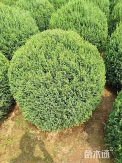 冠幅120厘米桧柏球