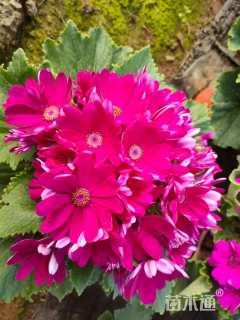 高度25厘米瓜叶菊