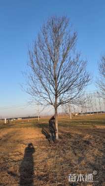 14公分美国红枫