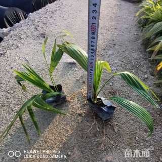 裸干高15厘米蒲葵