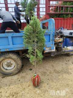 高度75厘米黑松