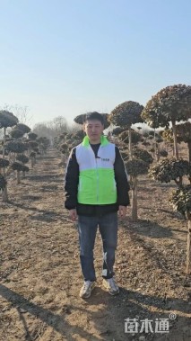 12公分造型卫矛