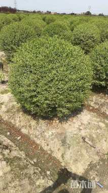 冠幅180厘米银姬小蜡球