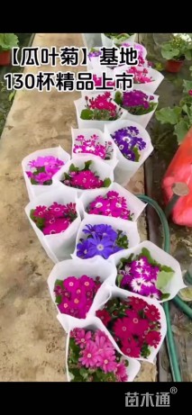 高度15厘米瓜叶菊