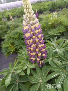 高度45厘米羽扇豆