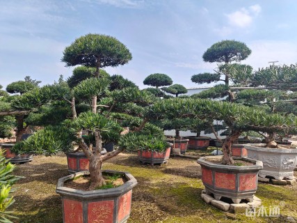 容器苗造型罗汉松