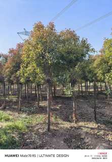 6公分高杆红叶石楠