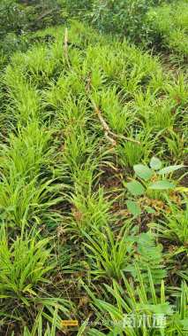 高度15厘米金边阔叶麦冬