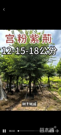 高度500厘米紫荆