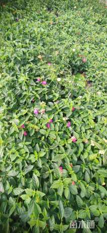 高度10厘米马缨丹