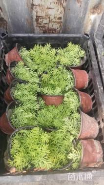 高度15厘米角堇