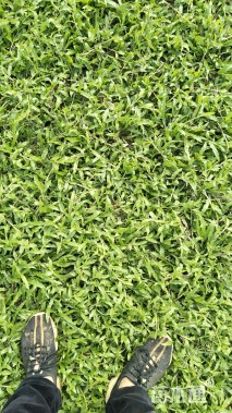 大叶油草