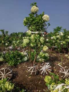 高度150厘米木绣球