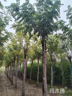 10公分嫁接香花槐