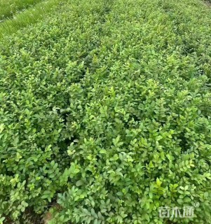 高度50厘米矮紫薇小苗