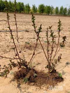高度50厘米紫叶风箱果