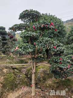 高度200厘米茶梅