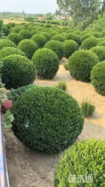 冠幅150厘米大叶黄杨球