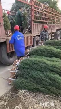 高度100厘米塔桧