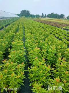 高度20厘米大麻叶泽兰