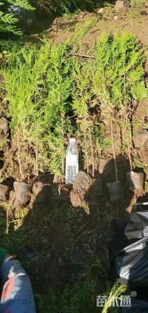 高度1.8厘米塔柏