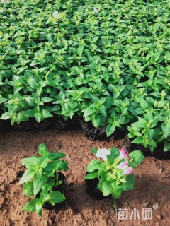 高度15厘米夏堇