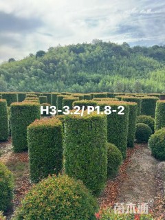 高度200厘米红叶石楠柱