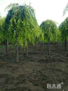 12公分金叶垂榆