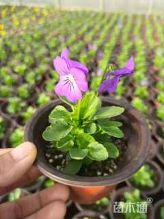 高度25厘米角堇