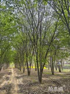 35公分(5杆)丛生榉树