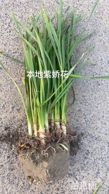 高度20厘米紫娇花