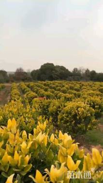 冠幅100厘米金森女贞球