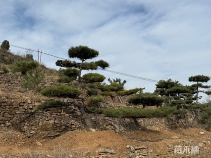 18公分造型油松