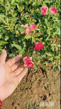 高度35厘米月季