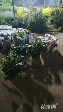 高度80厘米细叶芒