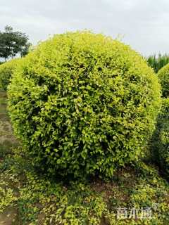 冠幅180厘米金叶榆球