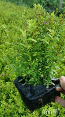 高度15厘米金叶满天星