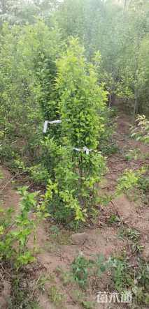 高度180厘米丛生木槿